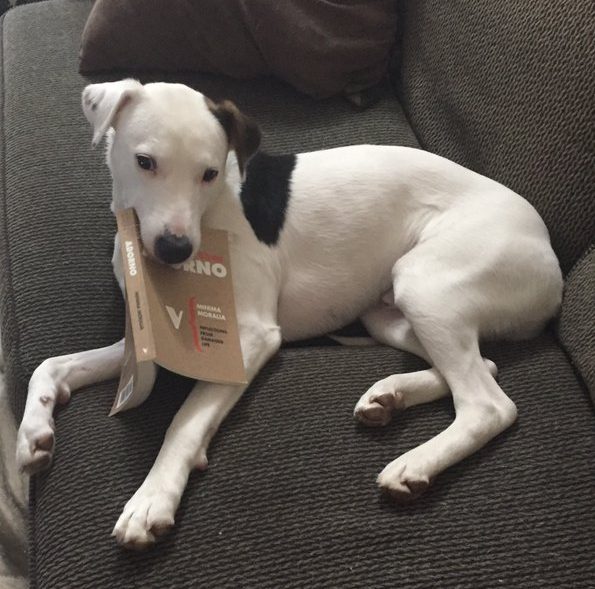 Murphy the dog, nomming on a copy of Minima Moralia.